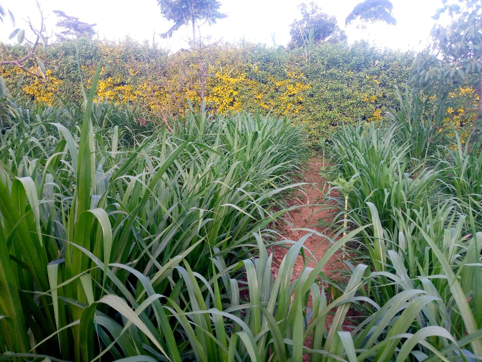 Fodder Production